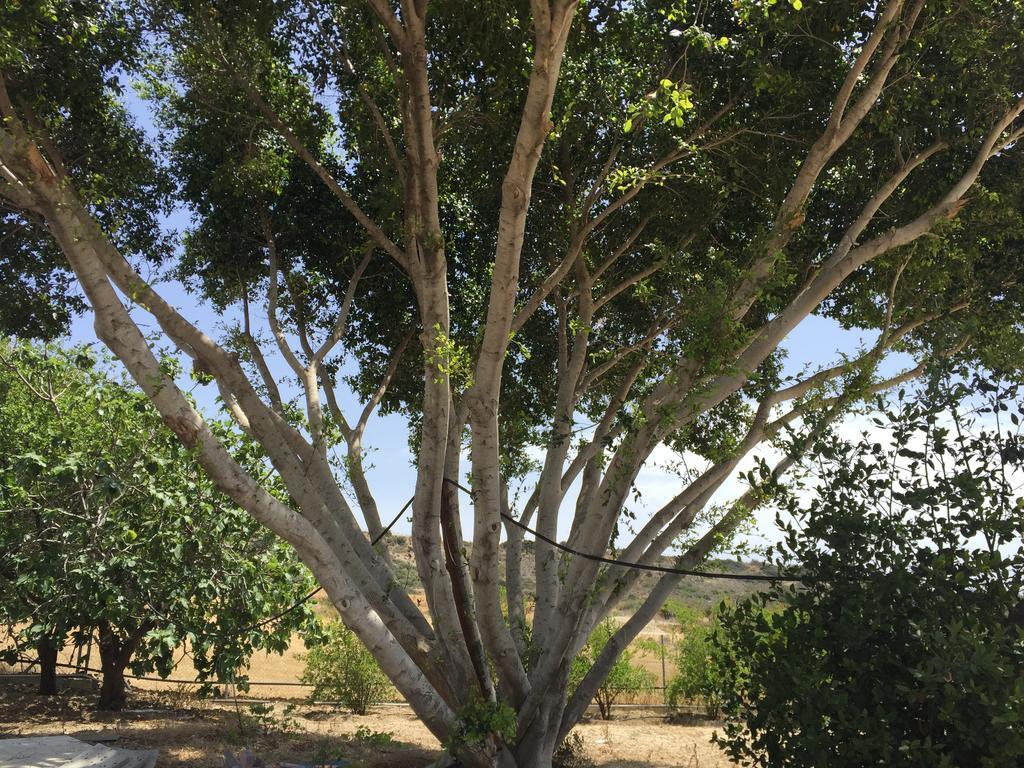 Maroni Paradise Traditional House מראה חיצוני תמונה